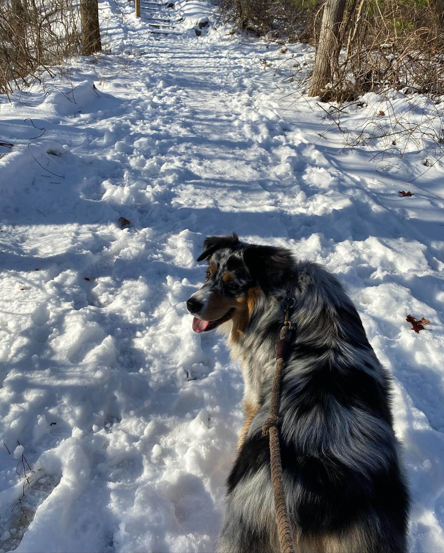 Australian Shepherd in snowy woods, looking back. Trail through snow.