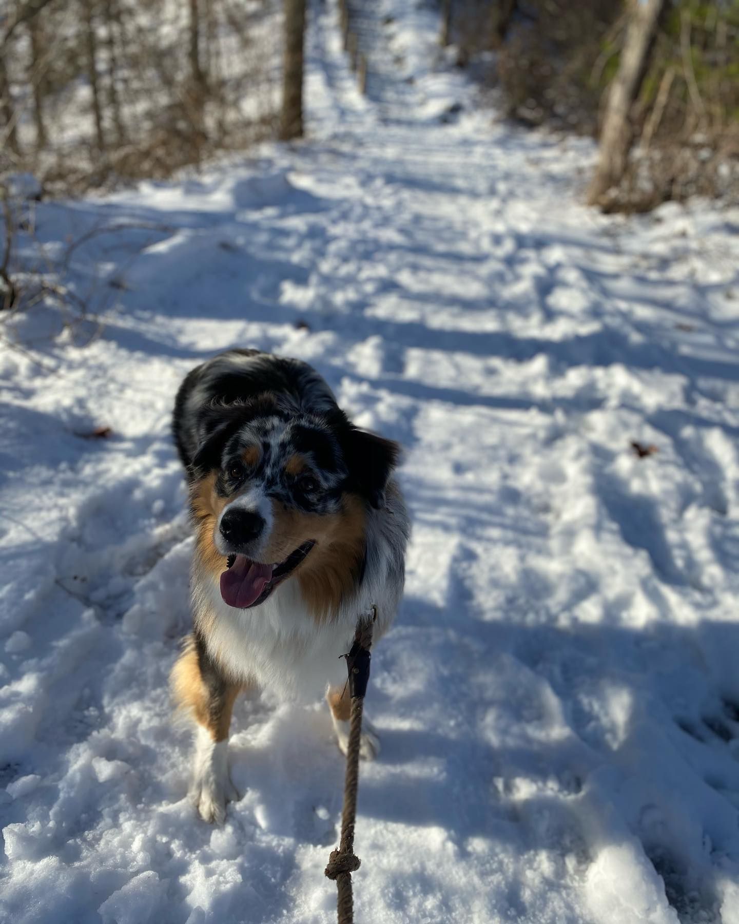 Dog with snow-covered face, on snowy path in woods.