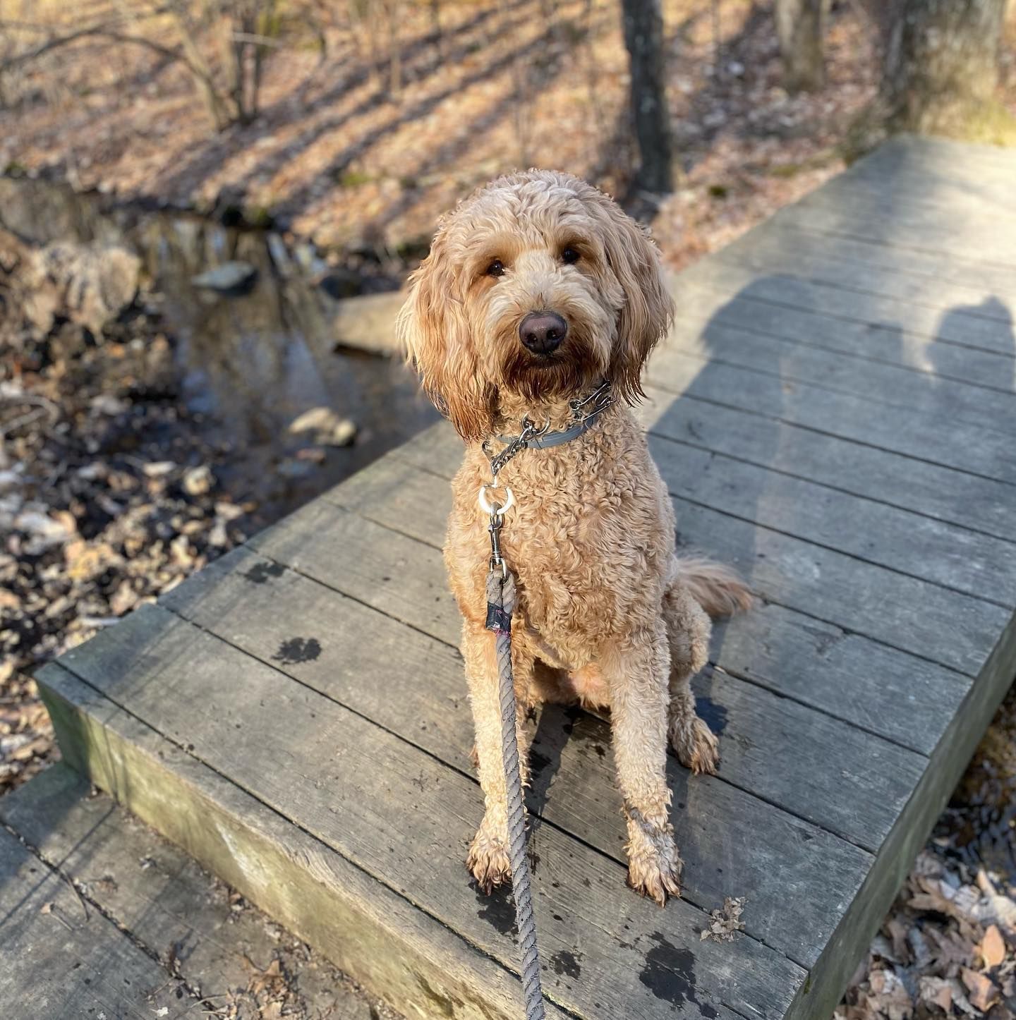 Golden doodle sits on a wooden bridge, wearing a leash. Sunlight shines on its fur. A stream and trees are in the background.