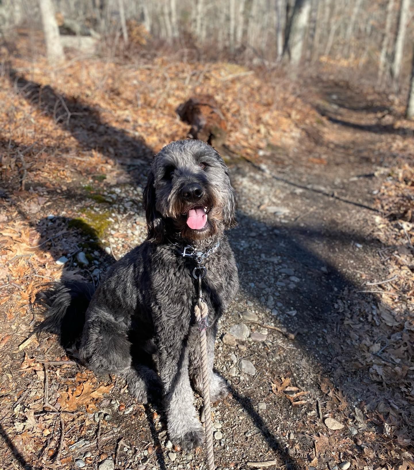 Black dog with tongue out sits on a dirt path in a wooded area, another dog in the background.