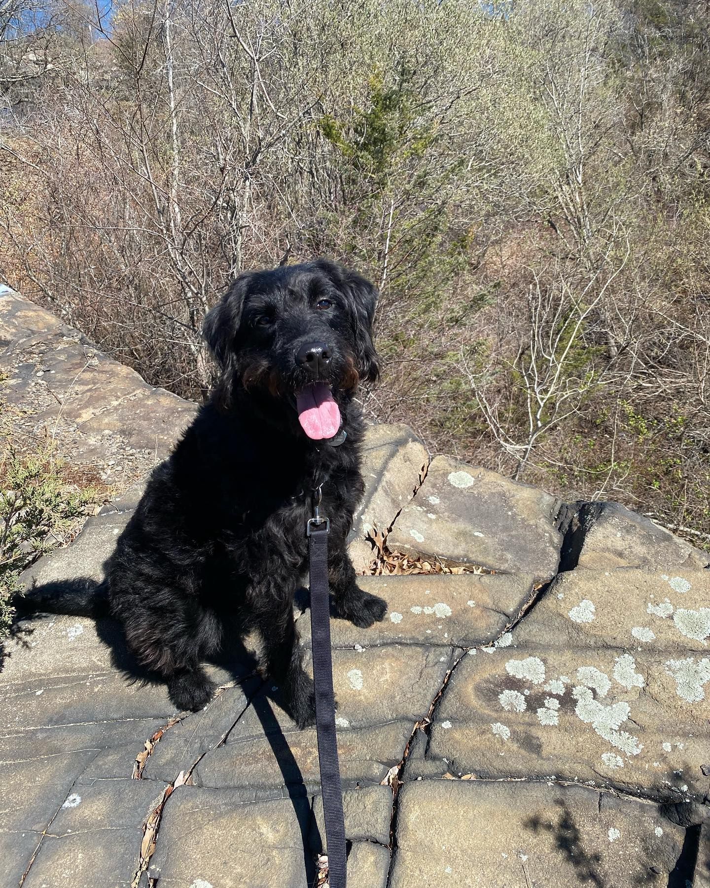 Black dog sitting on a rock with a leash, tongue out, in a wooded area on a sunny day.