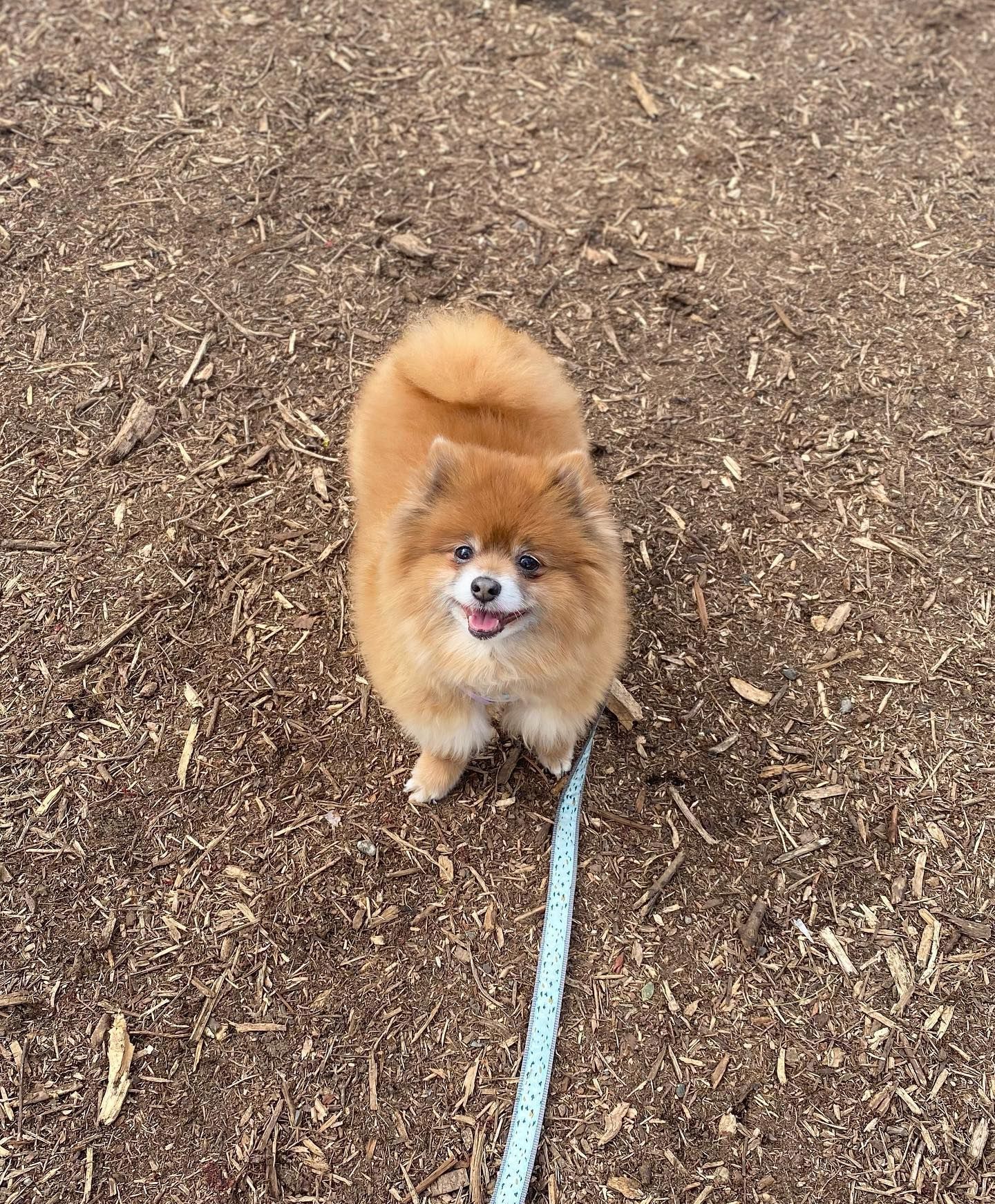 Tan Pomeranian dog on a leash looking up, set on brown mulch with a happy expression.