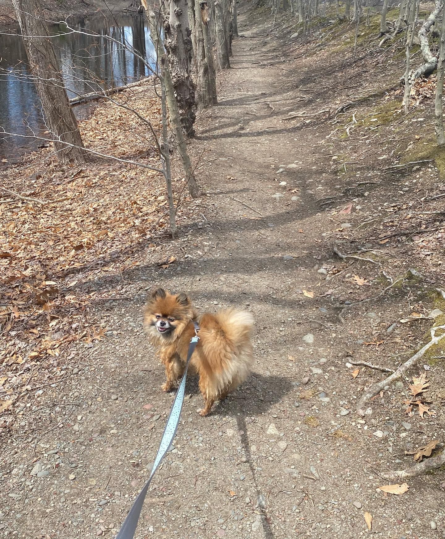 Small, fluffy dog on a leash, smiles on a wooded path with fallen leaves.