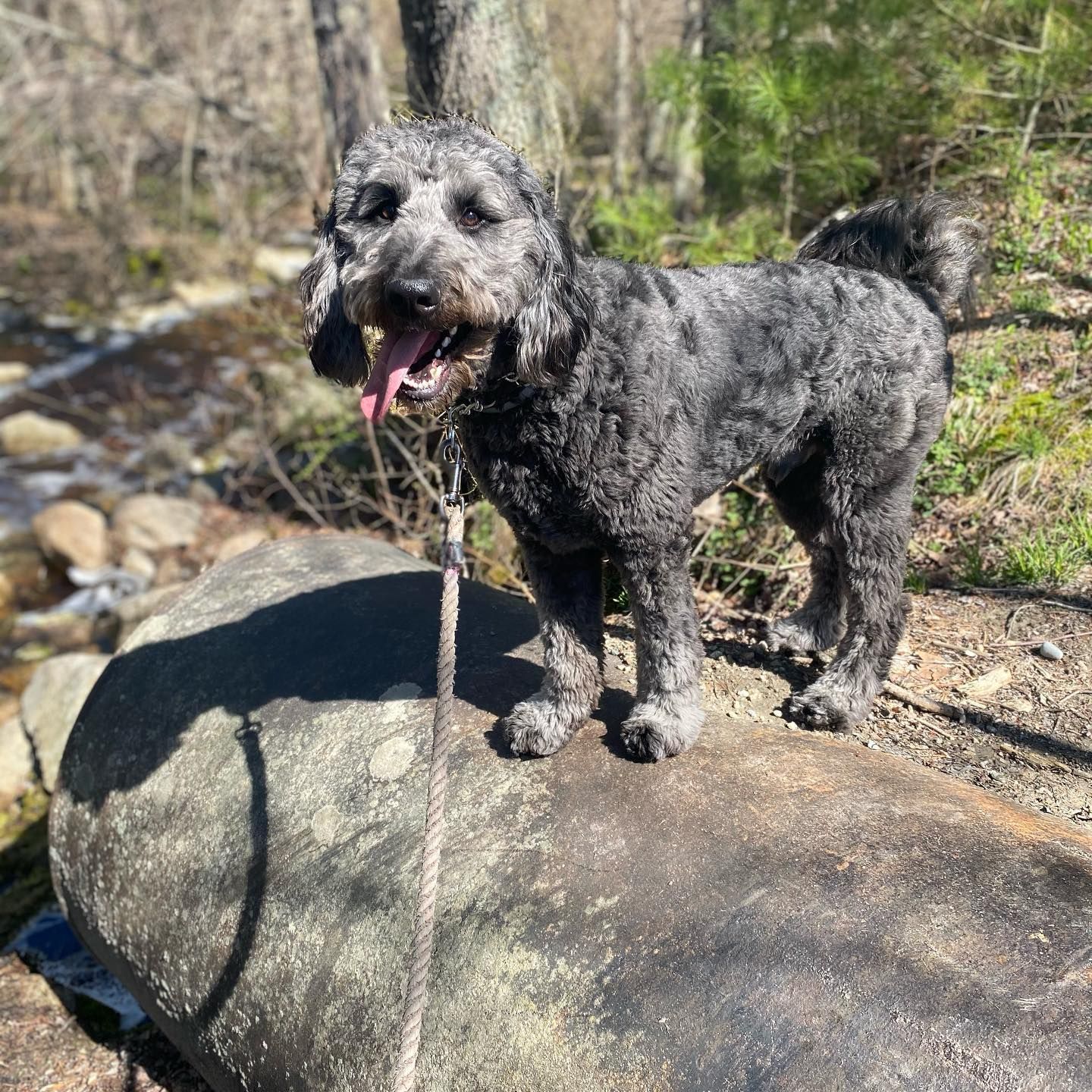Dog with gray curly fur stands on a large rock, leash attached. Outdoors near a stream, sunny day.