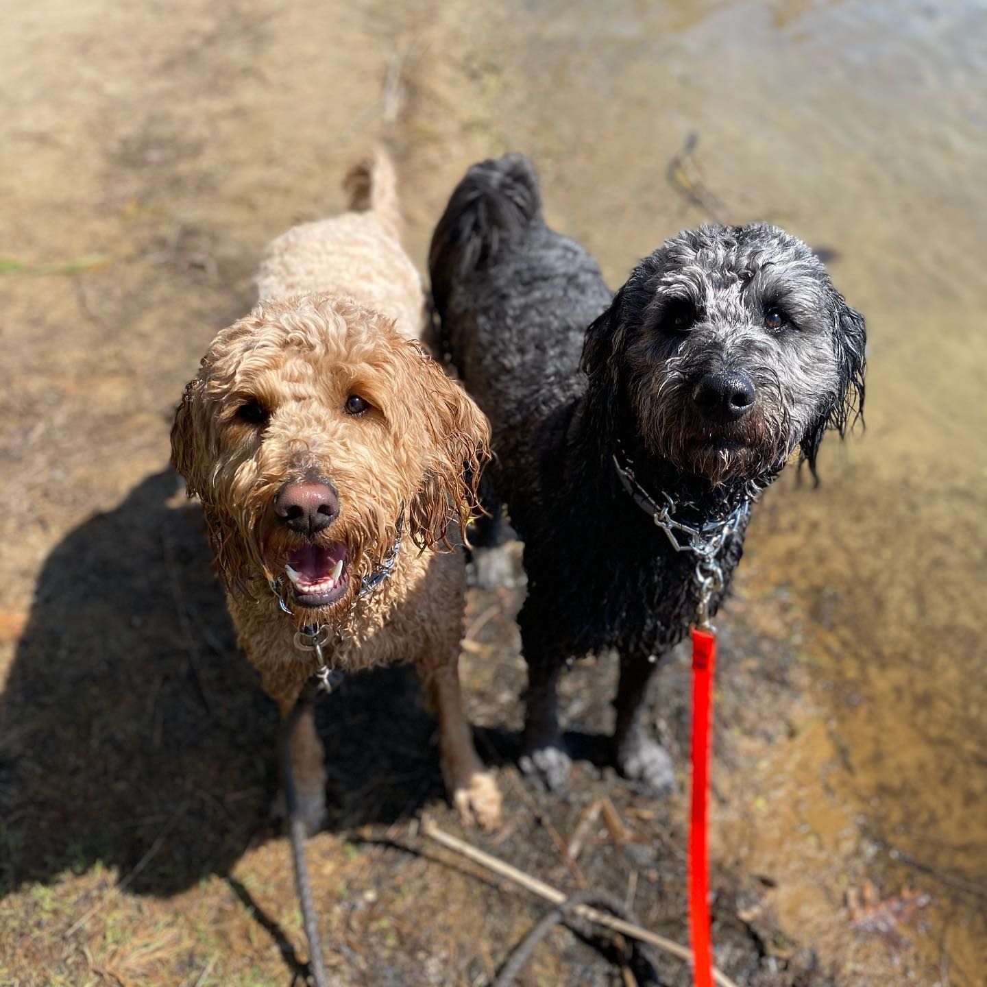 Three wet dogs by water: tan, grey, and black, looking at the camera. One with a leash.