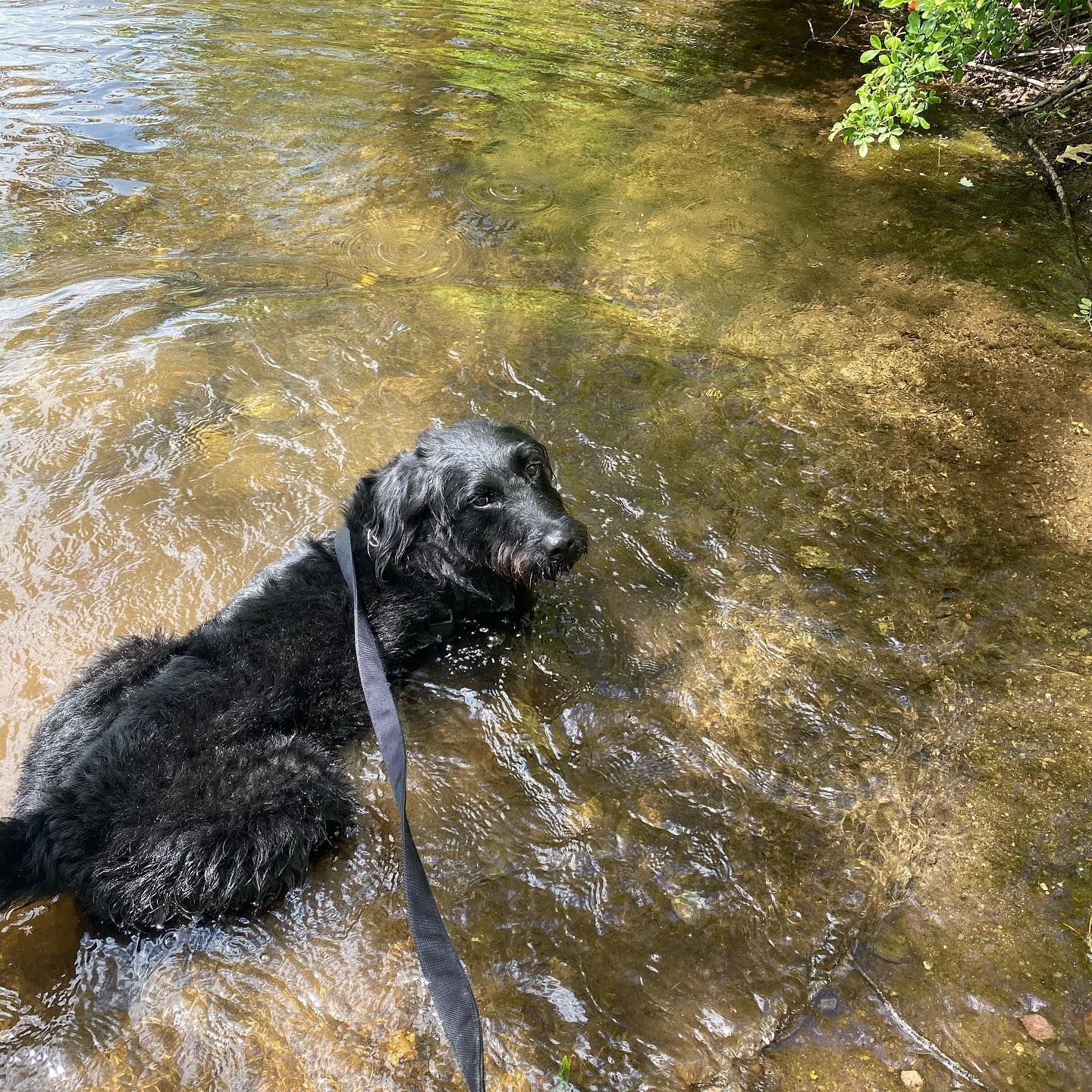 Black dog with wet fur in a shallow stream, wearing a leash, enjoying the water.