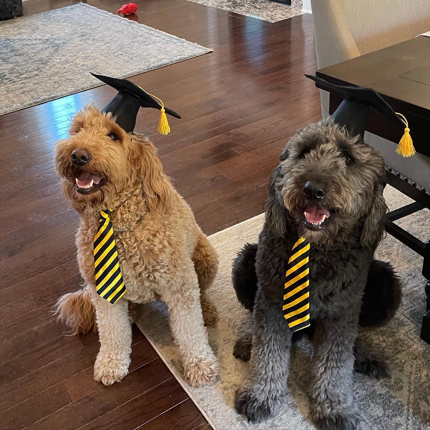Two dogs wearing graduation caps and striped ties, sitting on a rug.