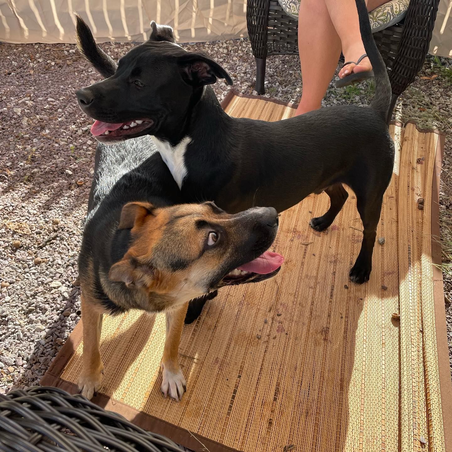 Two dogs, one black with white chest, one brown and tan, standing on a mat.