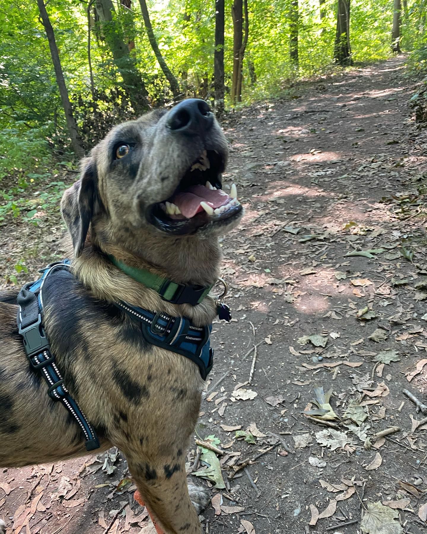 Dog with spotted fur wearing a harness, panting happily on a forest trail.