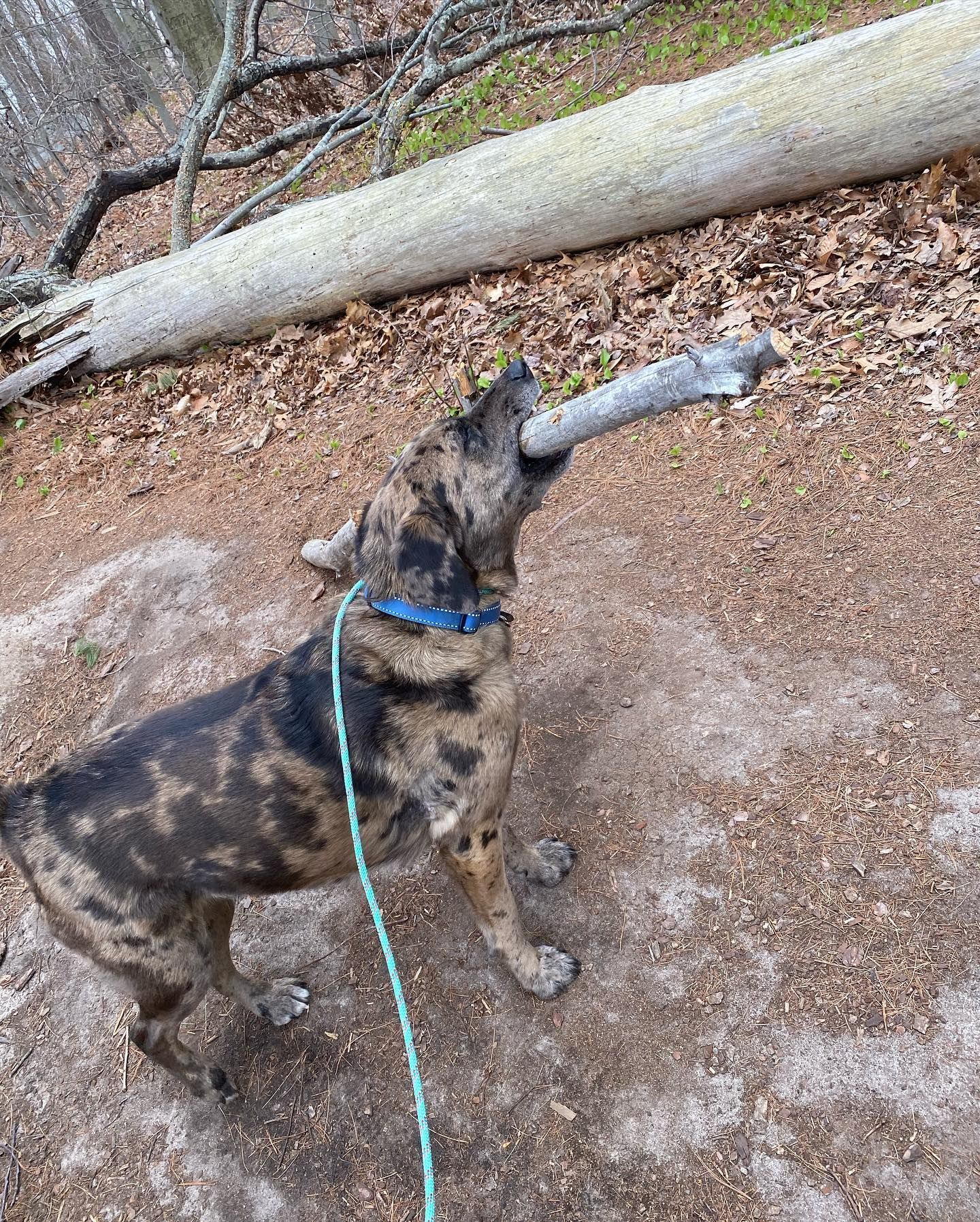Dog with mottled brown and black fur carries a large stick in its mouth, outdoors.