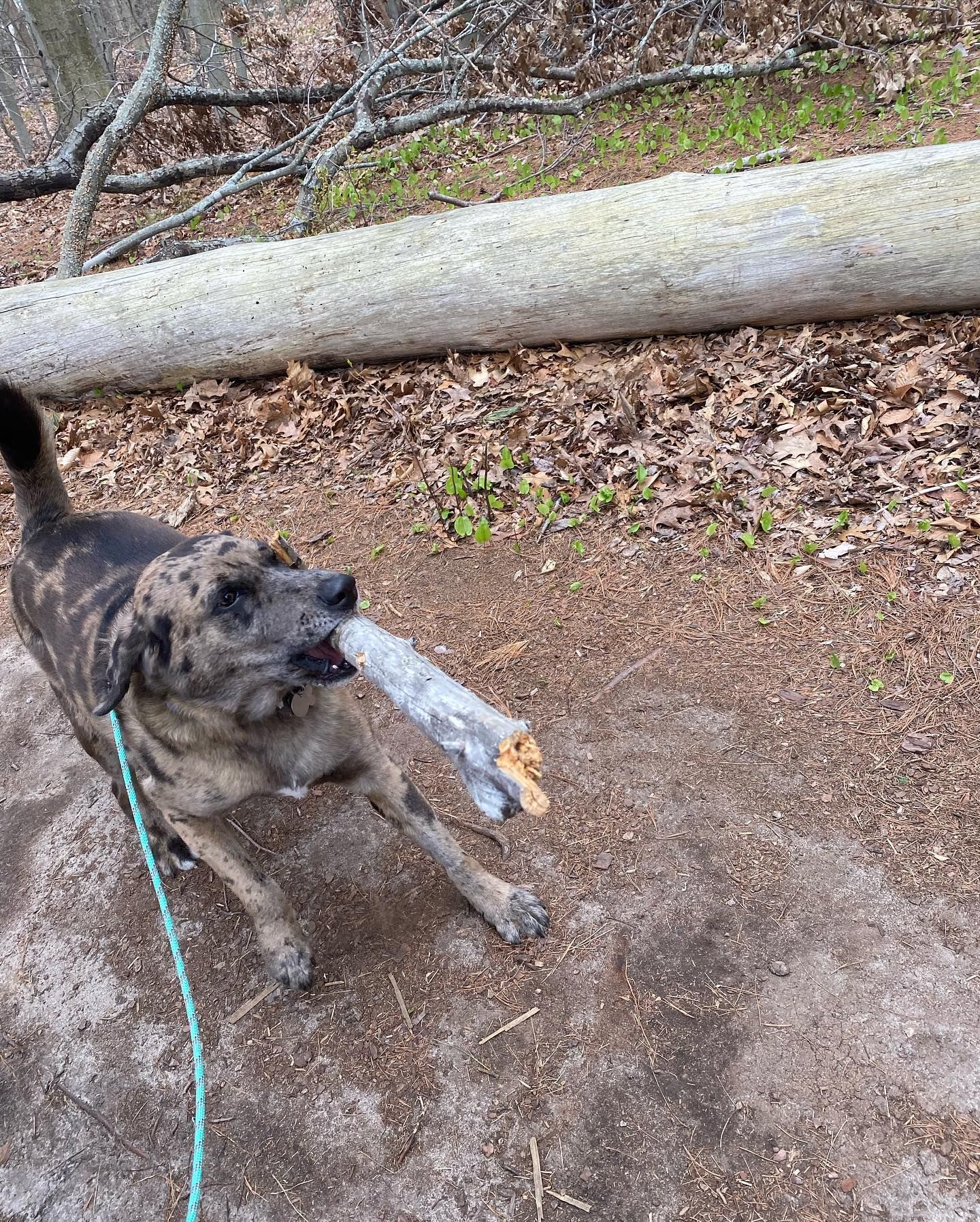 Dog with speckled fur carries a stick in its mouth, on a dirt path, near a fallen log.