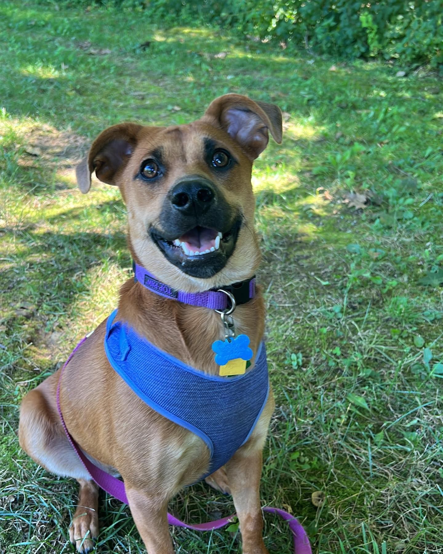 Brown dog with a happy expression wearing a blue harness and purple collar, sitting in grass.