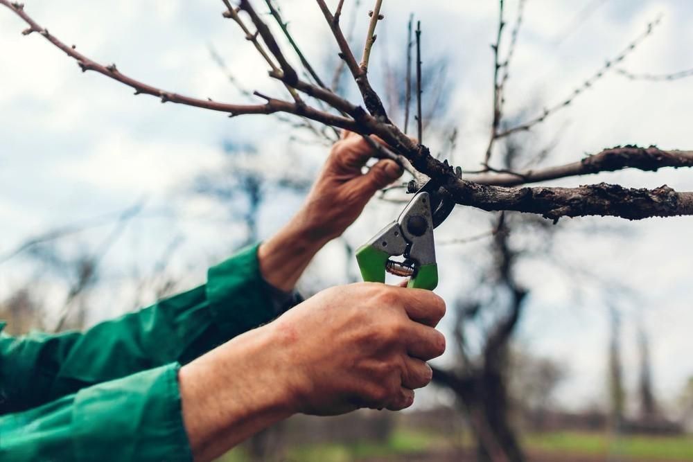 Person pruning tree branches with green-handled shears outdoors.