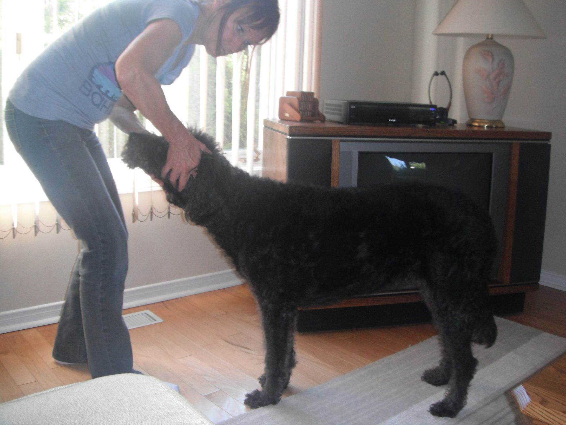 Animal Chiropractic Care Boynton Beach, FL BF Pet