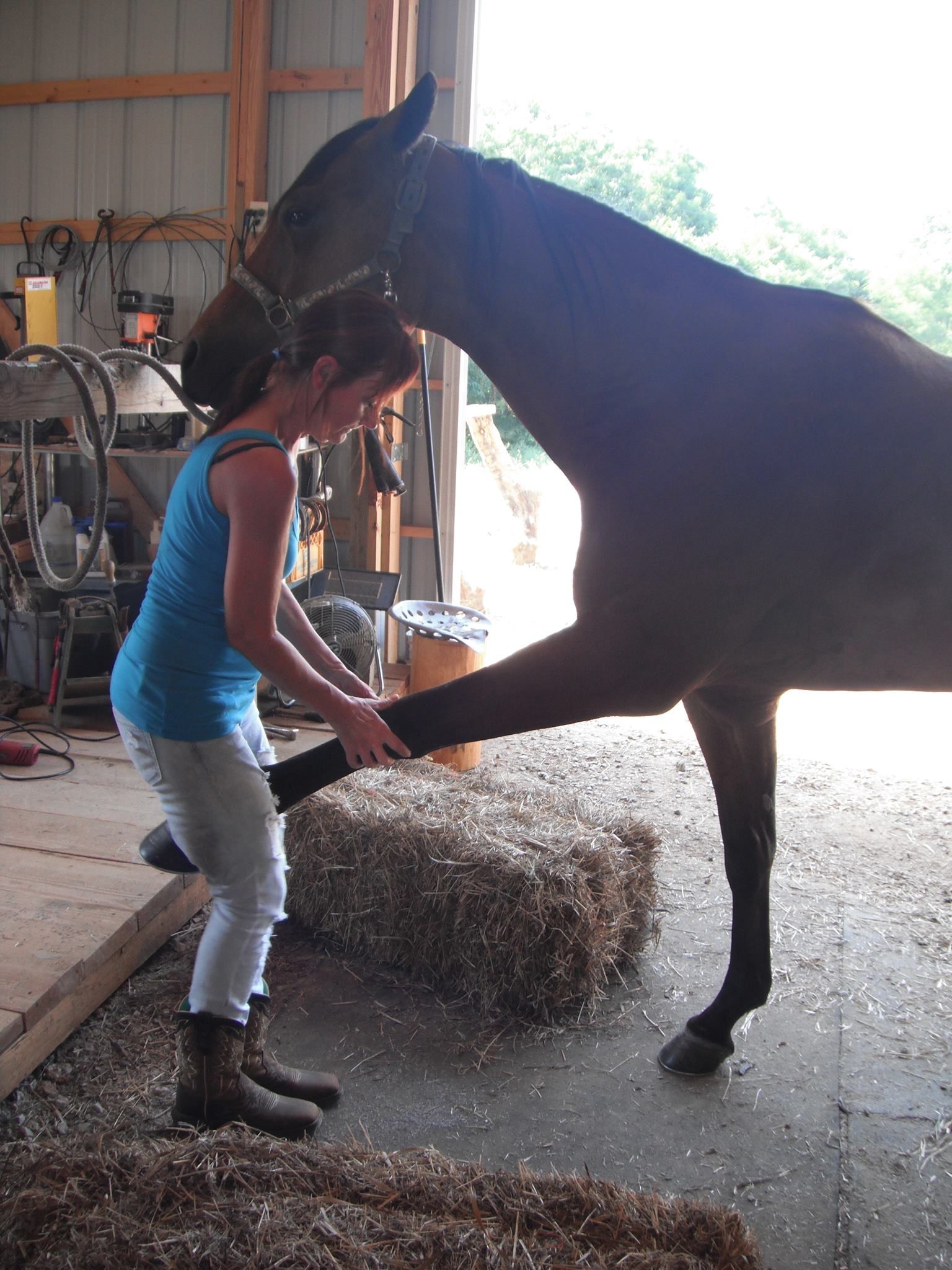 Animal Chiropractic Care Boynton Beach, FL BF Pet