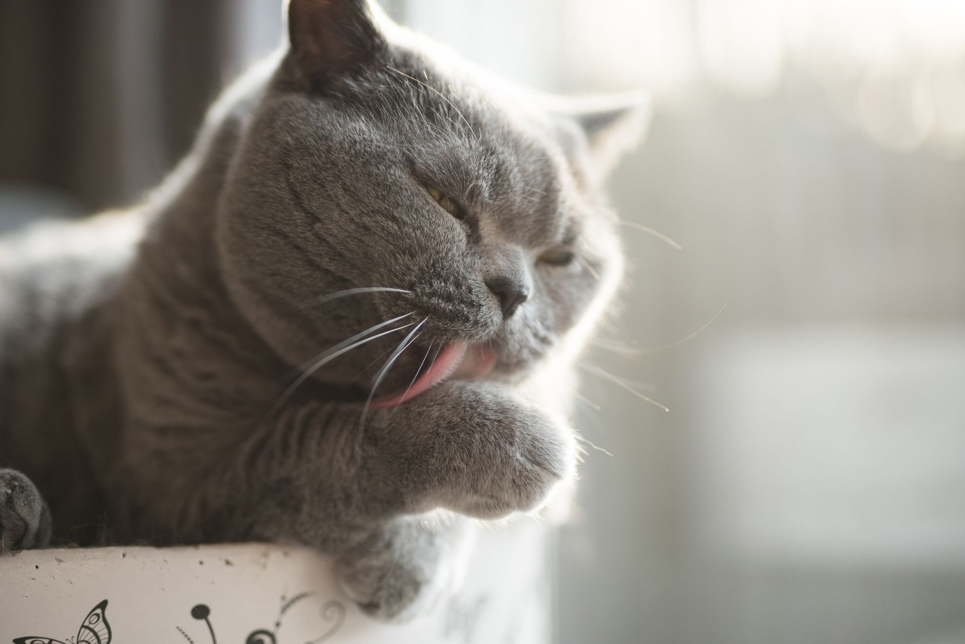 Dog & Cat Grooming Boynton Beach, FL Best Friends Pet