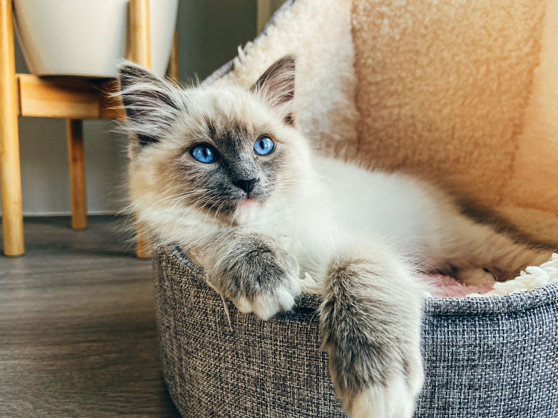 Pet Grooming Services Boynton Beach, FL Best Friends Pet