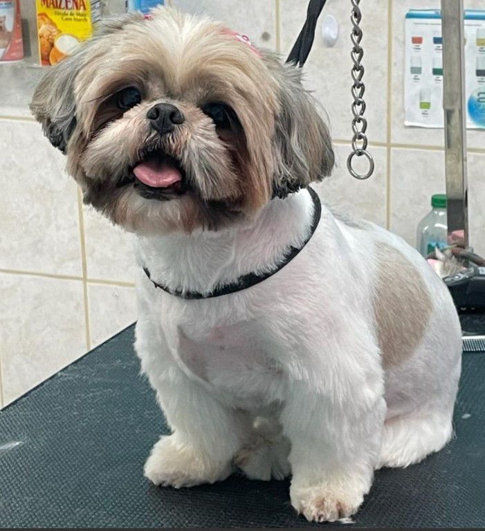 Dog & Cat Grooming Boynton Beach, FL Best Friends Pet