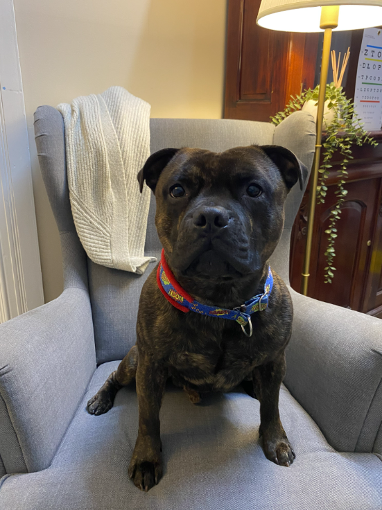 Happy the Staffy sitting in a grey armchair, looking directly at the camera. A knitted blanket hangs on the chair.