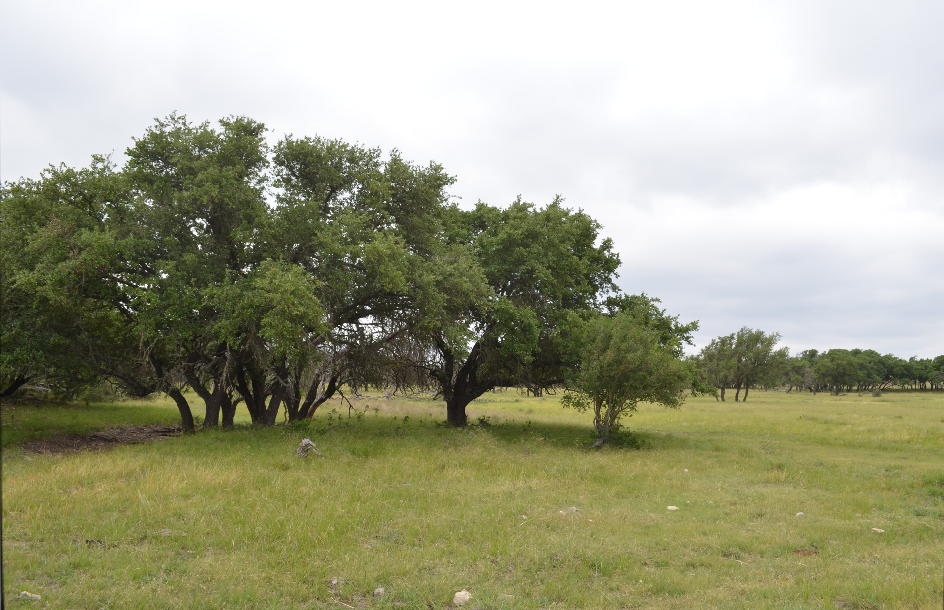 A row of trees in a grassy field on a cloudy day