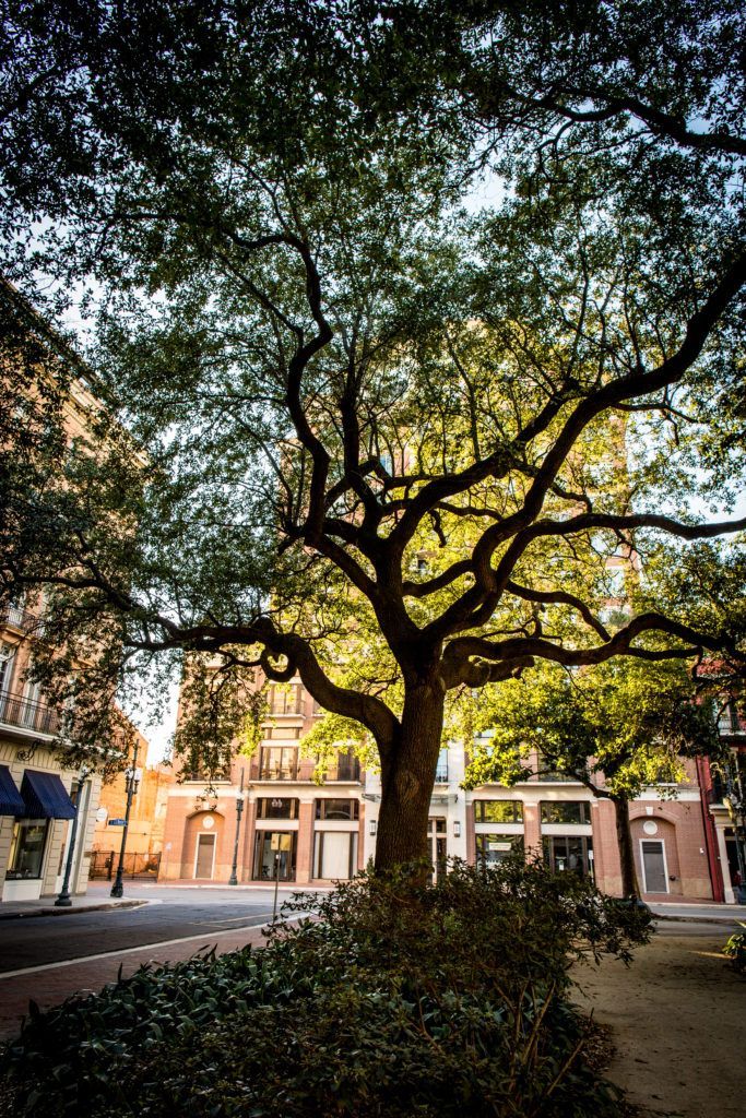 Tax Breaks For Saving Land: How The Conservation Easement