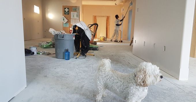 A small white dog is sitting in a room with people painting the walls.