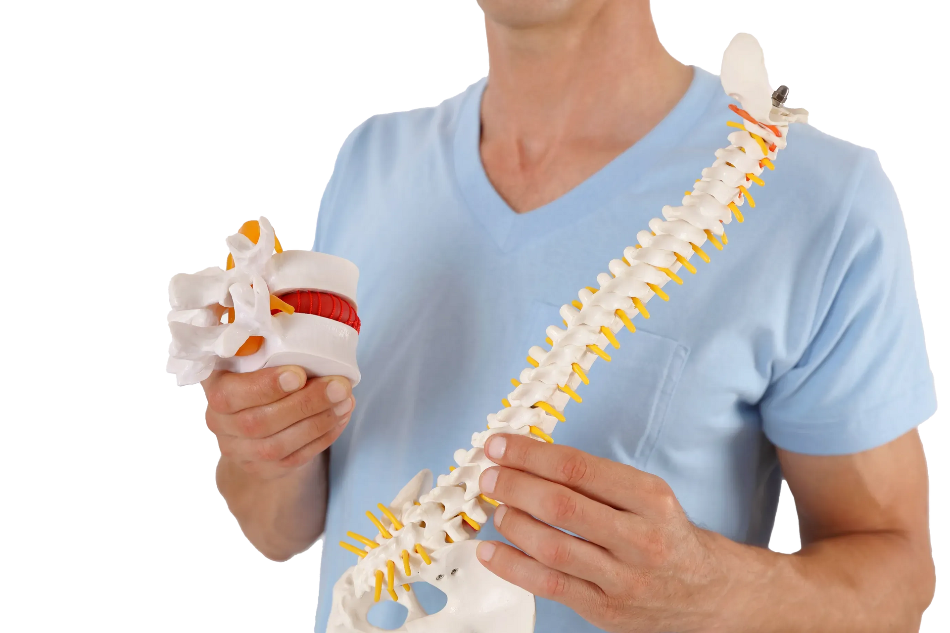 Man holding spinal column model and section, demonstrating the spine — Spinal Decompression Sunshine Coast In Mooloolaba, QLD