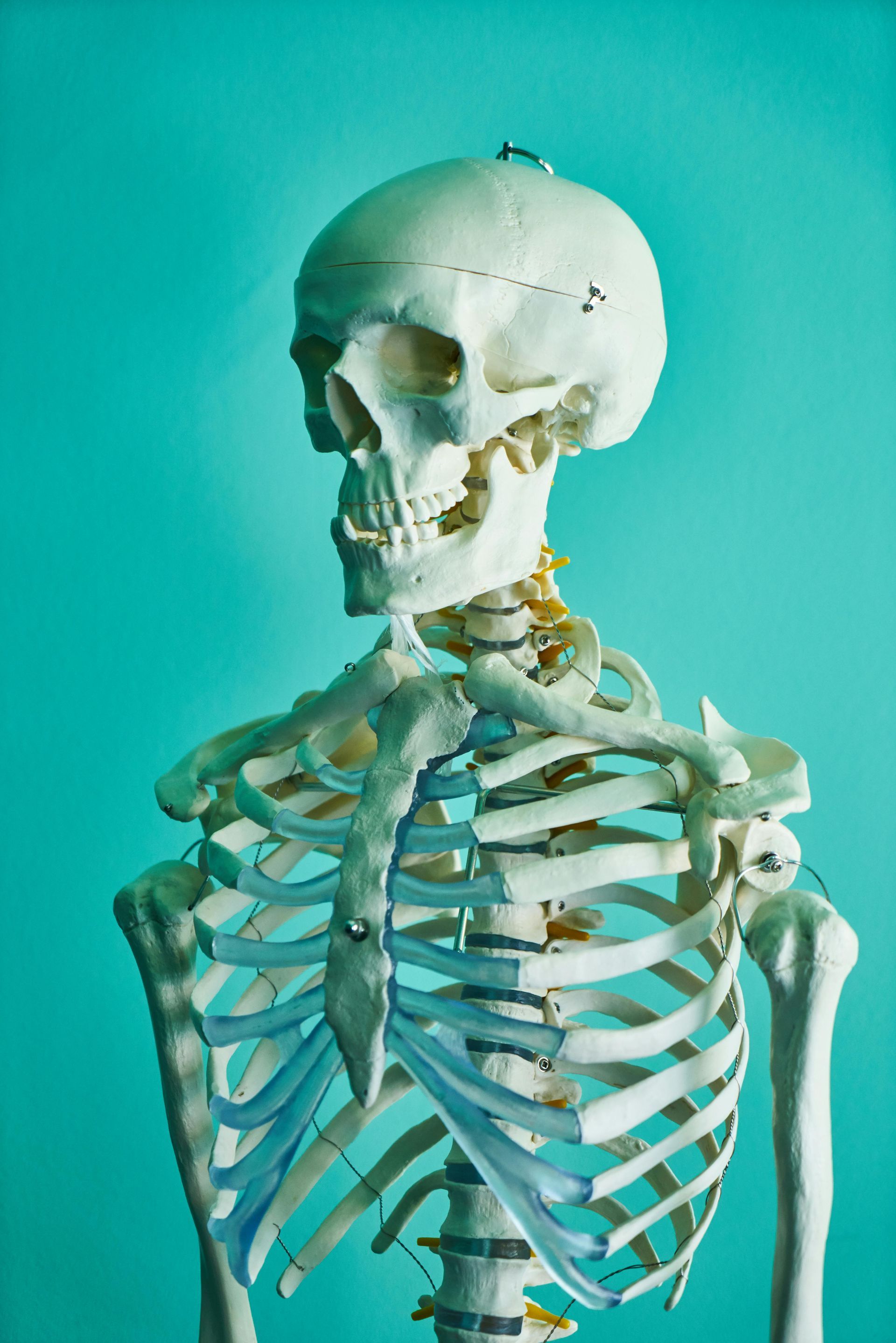 Skeleton Model, Chest Up, Against a Teal Background — Spinal Decompression Sunshine Coast In Mooloolaba, QLD