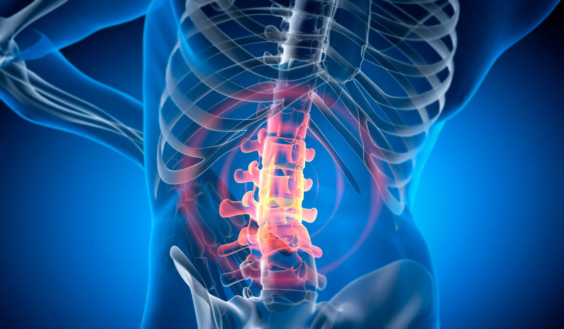 Illustration of a Human Torso Showing a Spine Highlighted in Red — Spinal Decompression Sunshine Coast In Mooloolaba, QLD