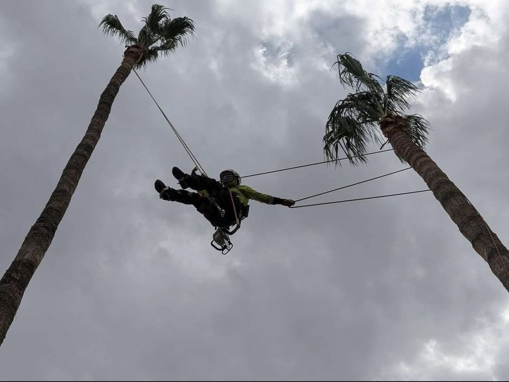 Person harnessed between two tall palm trees, suspended in air. Cloudy sky in background.