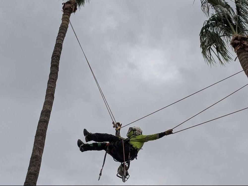 Person suspended in ropes trimming palm trees under a cloudy sky.