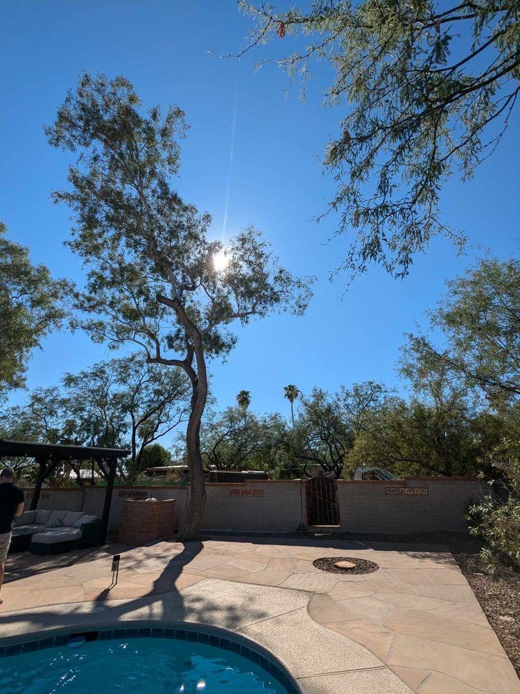 Bright sun shines through a tree in a backyard with a pool.