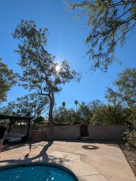 Backyard scene with a pool, tall tree, and a bright sun in the sky.