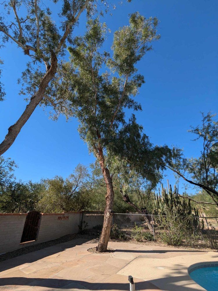 Tall tree with a curved trunk and green leaves against a bright blue sky, next to a pool and wall.