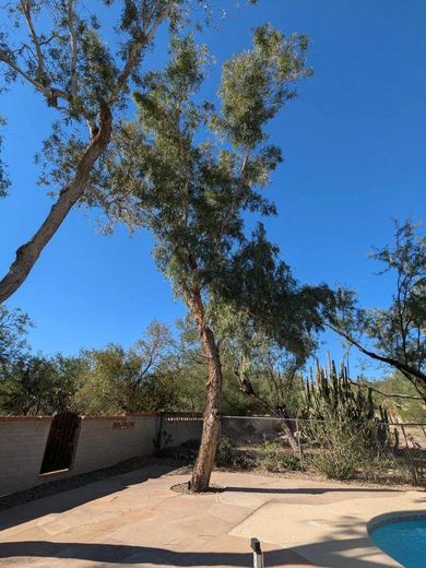 Tall tree with a curved trunk and green leaves against a bright blue sky, next to a pool and wall.