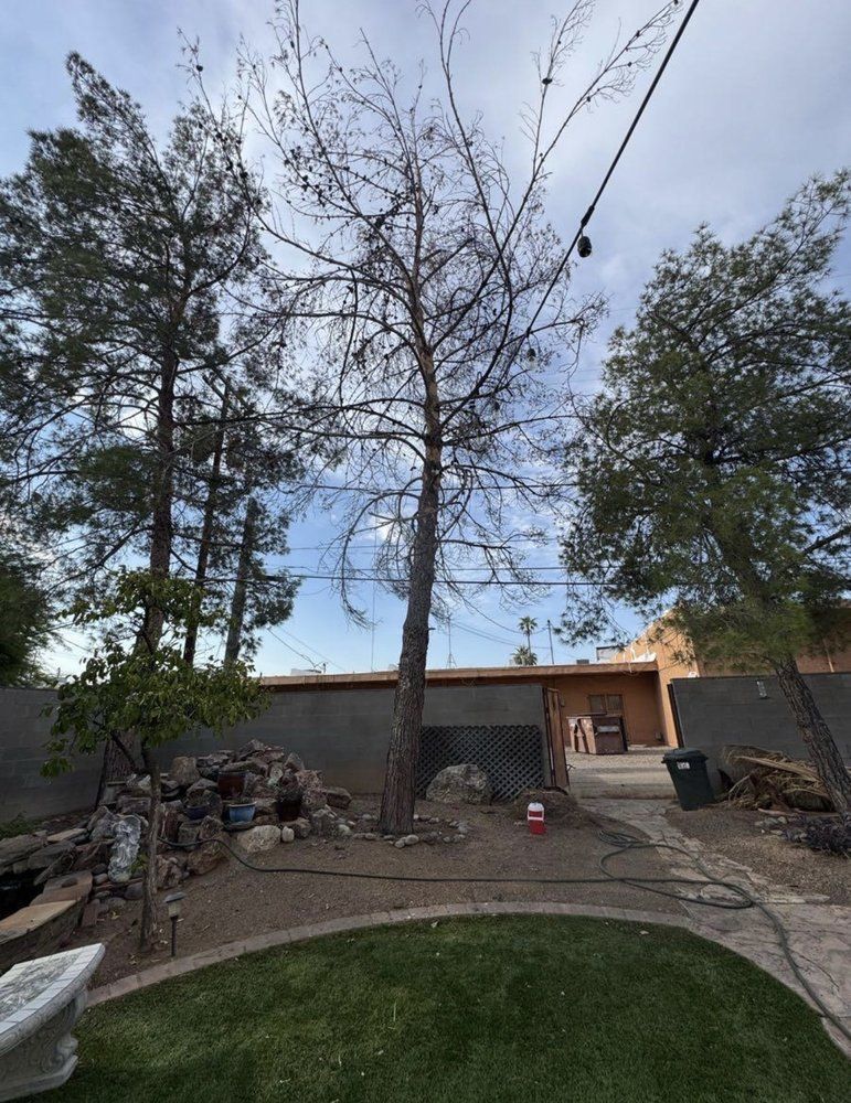 Backyard with a dead tree in the center, flanked by live trees. Overhead string lights.