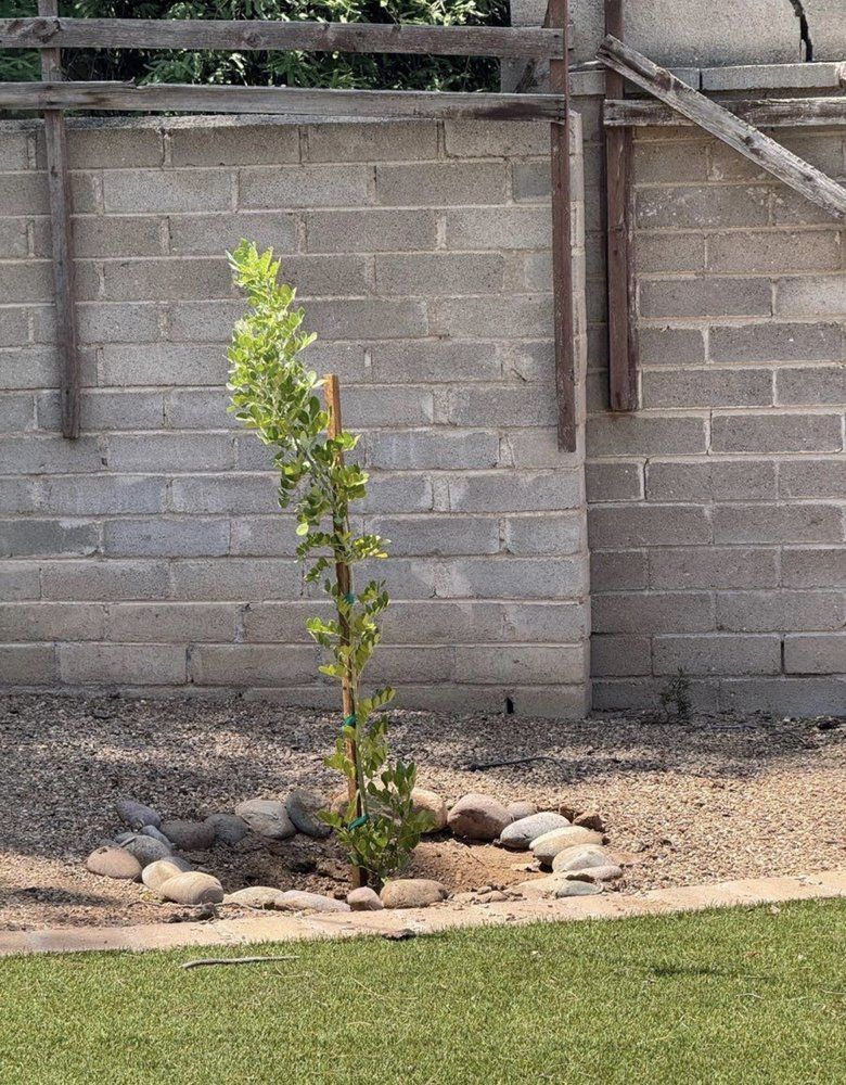 Young tree planted against a gray brick wall, surrounded by rocks and gravel, on a green lawn.