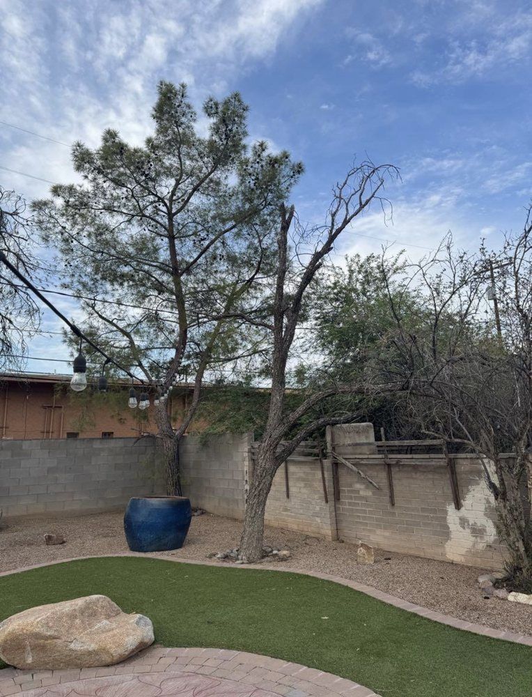 A tall tree in a backyard with a blue pot and a stone patio under a cloudy sky.