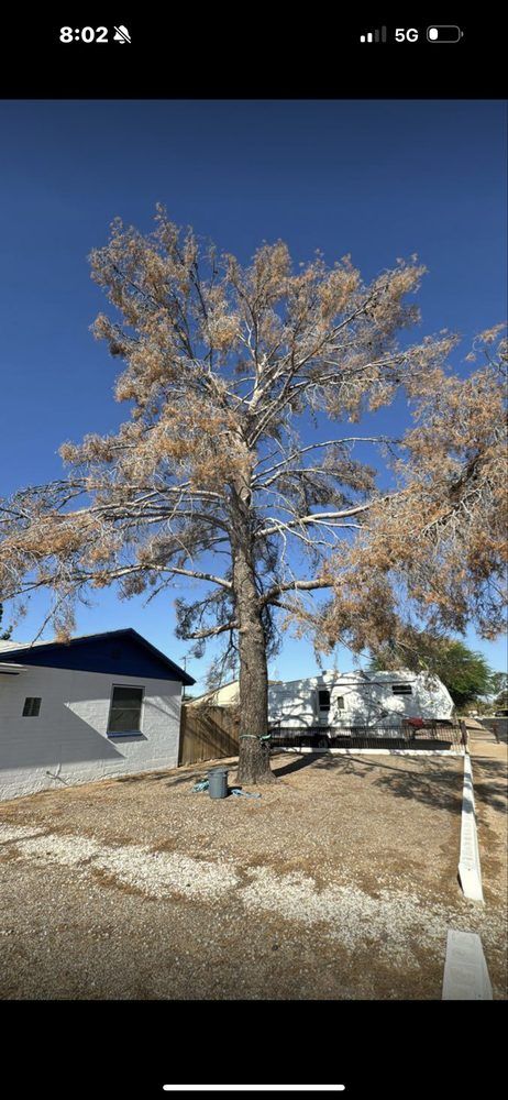A large tree with brown branches against a bright blue sky. A small building and RV are in the background.