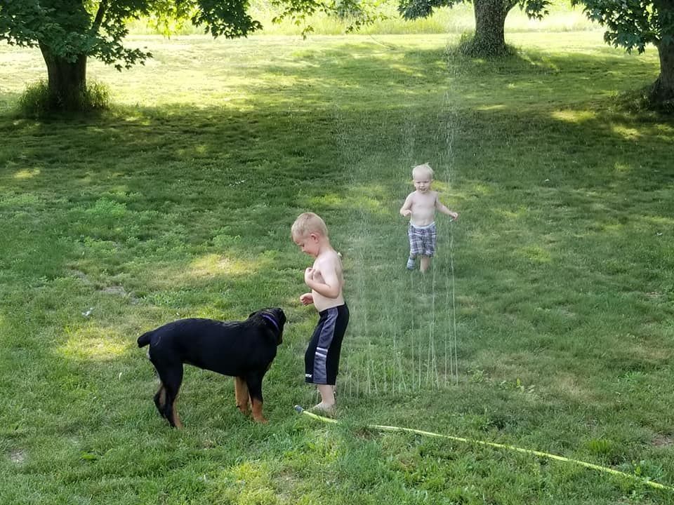 A boy and a dog are playing with a sprinkler in the grass