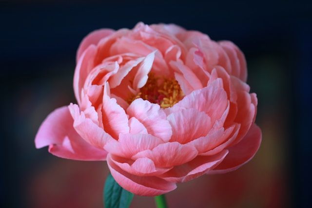 Soft pink memorial flower symbolizing remembrance and compassionate cremation services in Augusta, M
