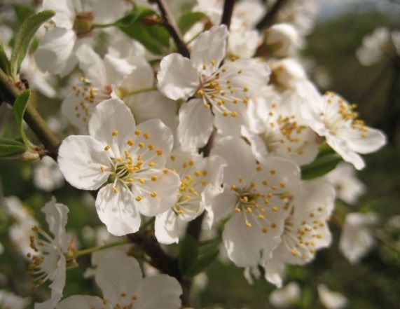 White blossom flowers representing peaceful support from cremation services in Portland, ME.