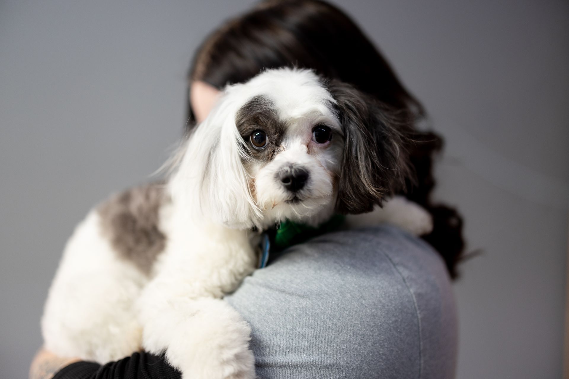 A husky dog is sitting in the middle of a group of dogs.