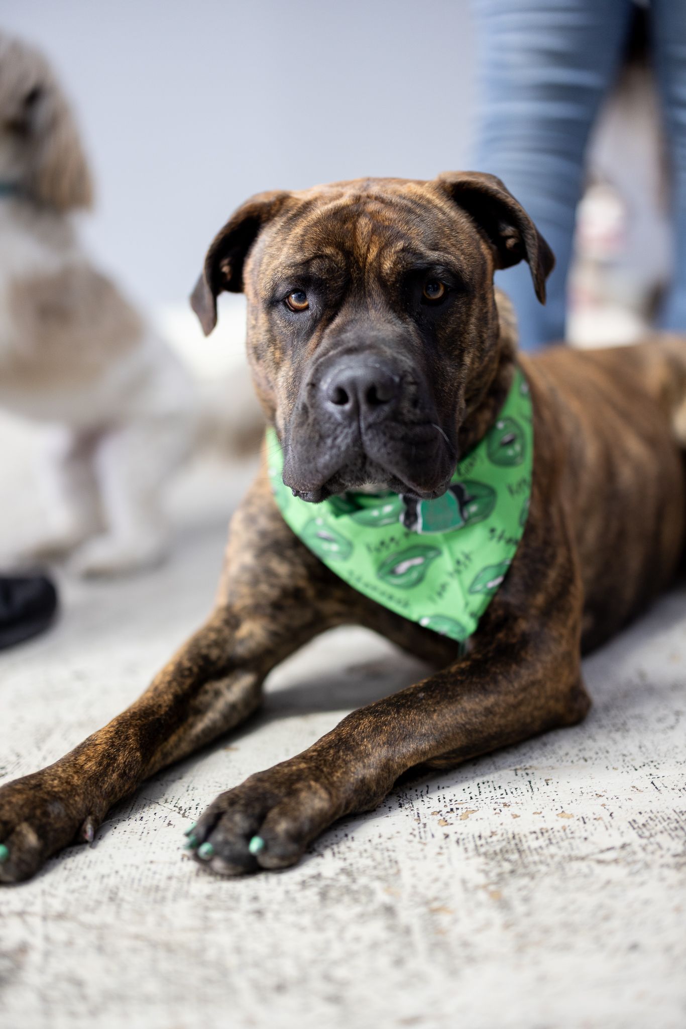Two dogs are playing with each other in a yard.