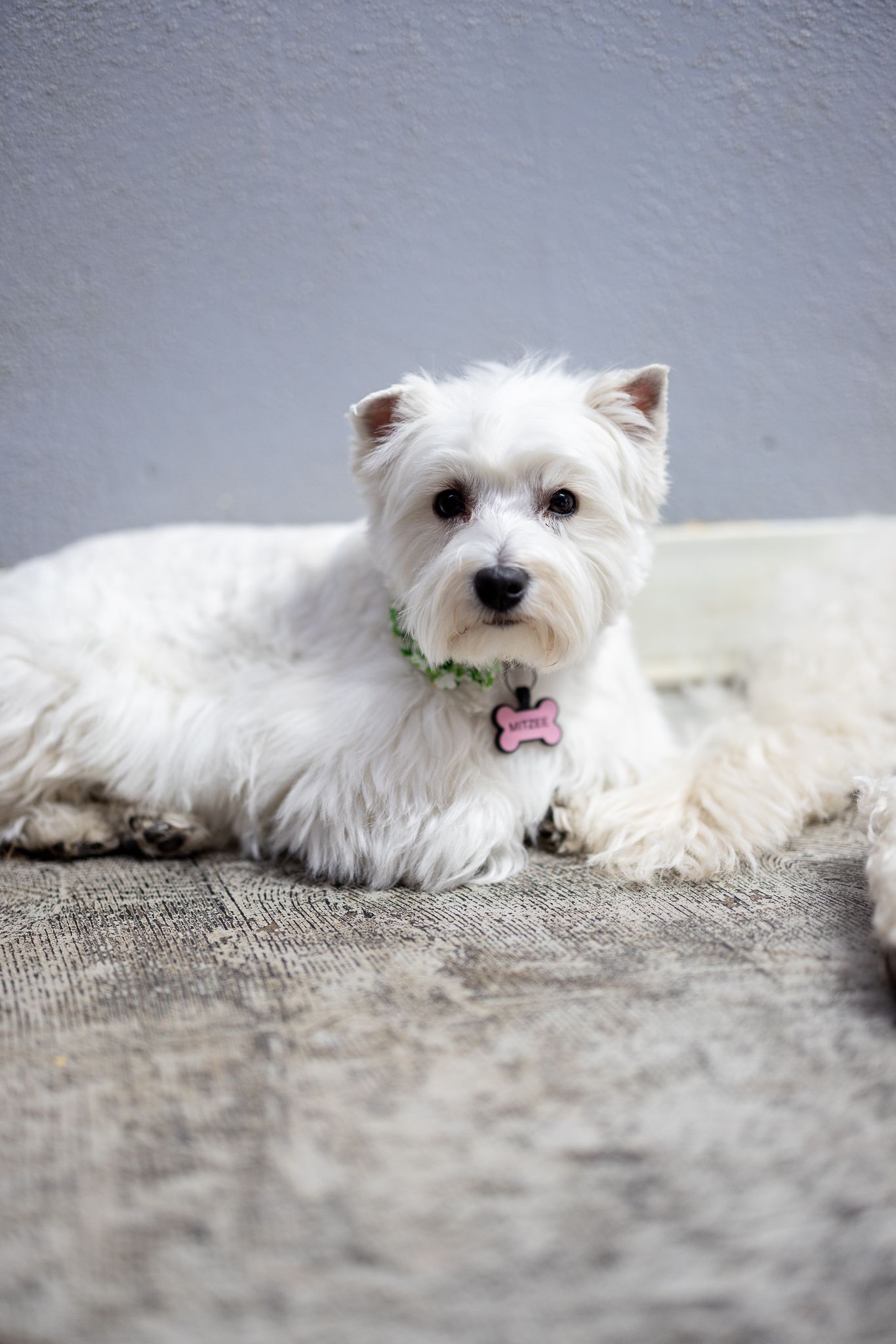 A small black and white dog is holding a tennis ball in its mouth.
