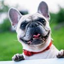 A close up of a french bulldog wearing a red collar