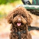 A brown poodle is sitting on a bench with its tongue hanging out.