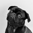 A black pug dog looking up at the camera