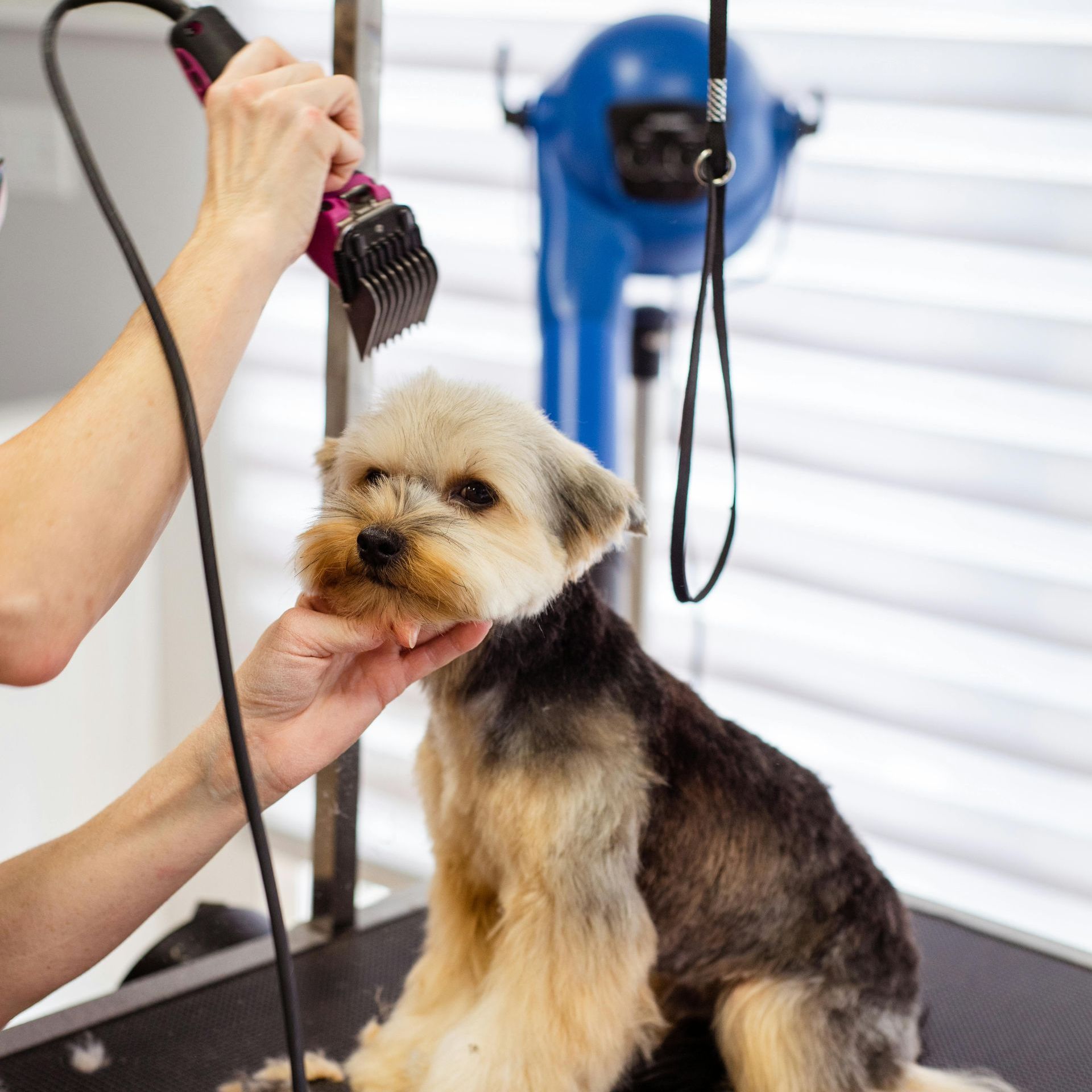 A small dog is being groomed by a person