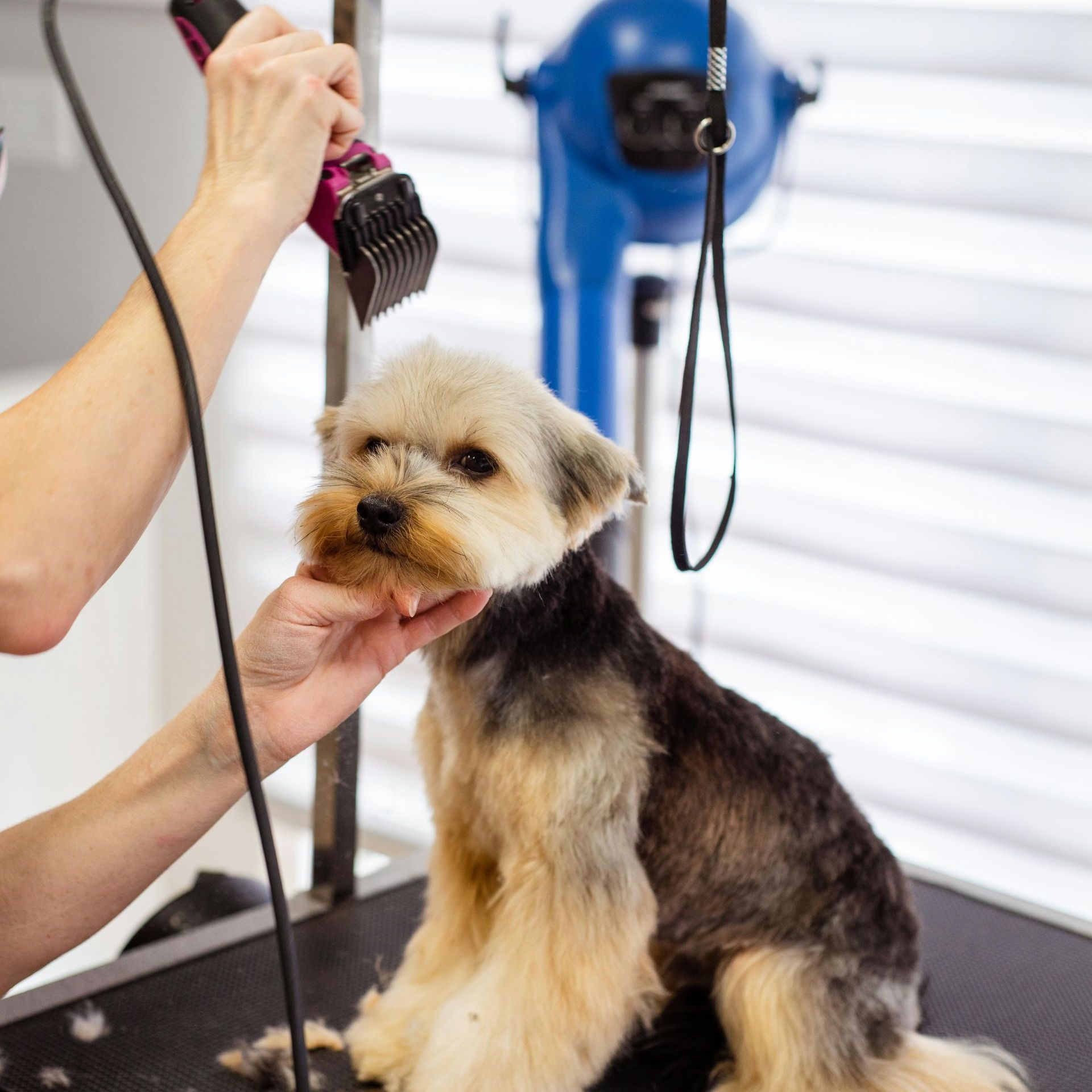 A small dog is being groomed by a person